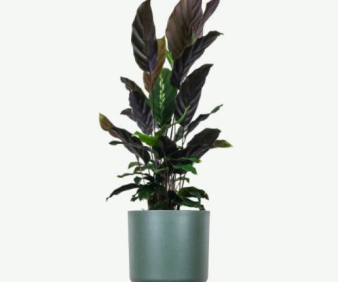 plants-ecommerce-product-featured-img-18